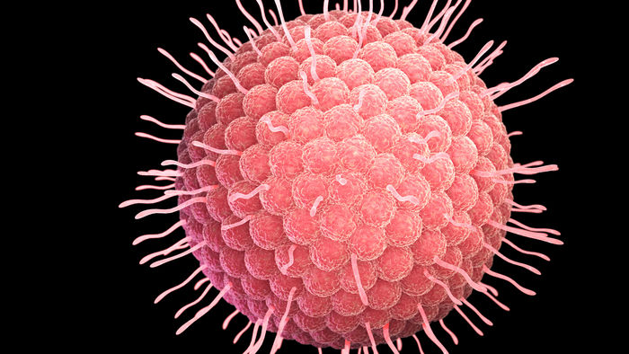 Das Varizella-Zoster-Virus: Ein Erreger mit vielen Gesichtern